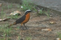 White-Crowned Robin Chat
